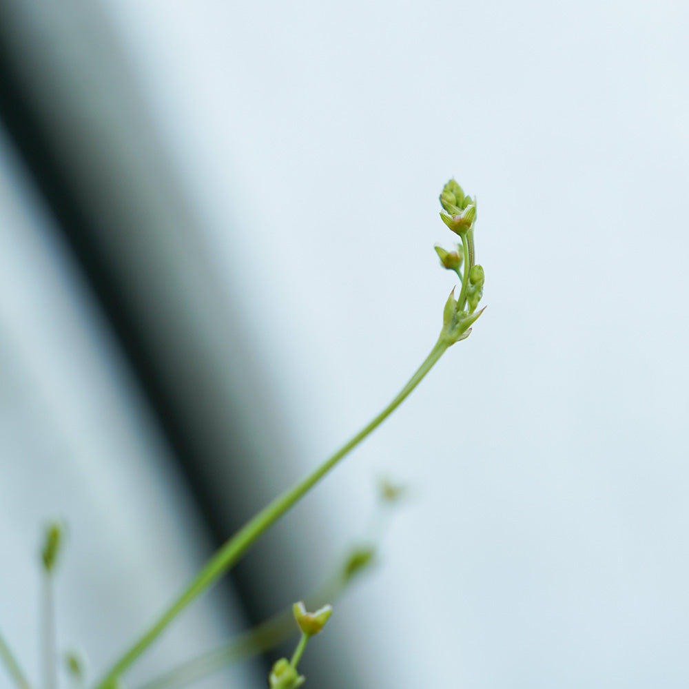 Gew hnliche Froschl ffel Alisma Plantago Aquatica Ssp Aquatica gew-hnliche-froschl-ffel-alisma-plantago-aquatica-ssp-aquatica