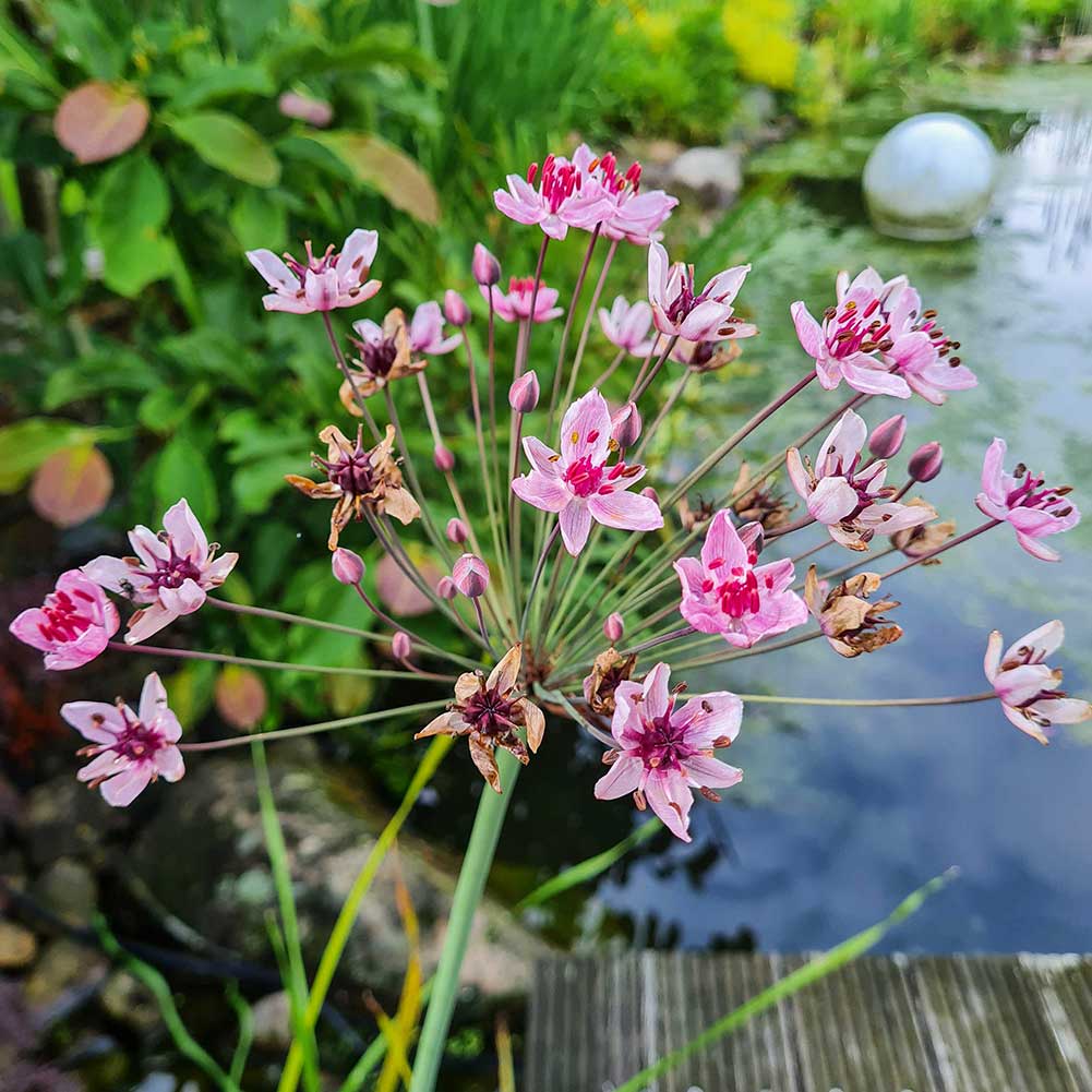 Schwanenblume