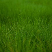Nadelsimse | Eleocharis acicularis