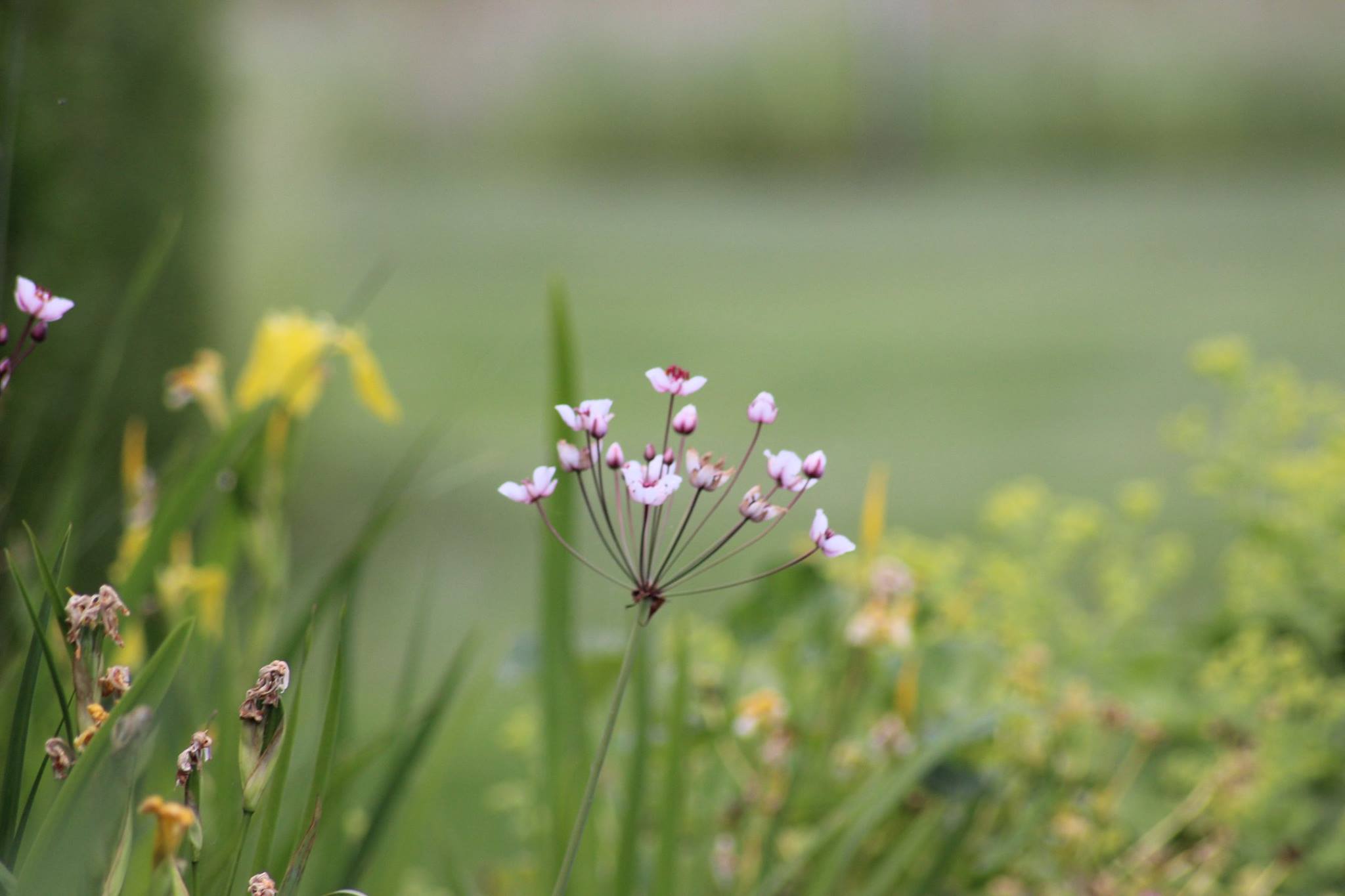 Schwanenblume