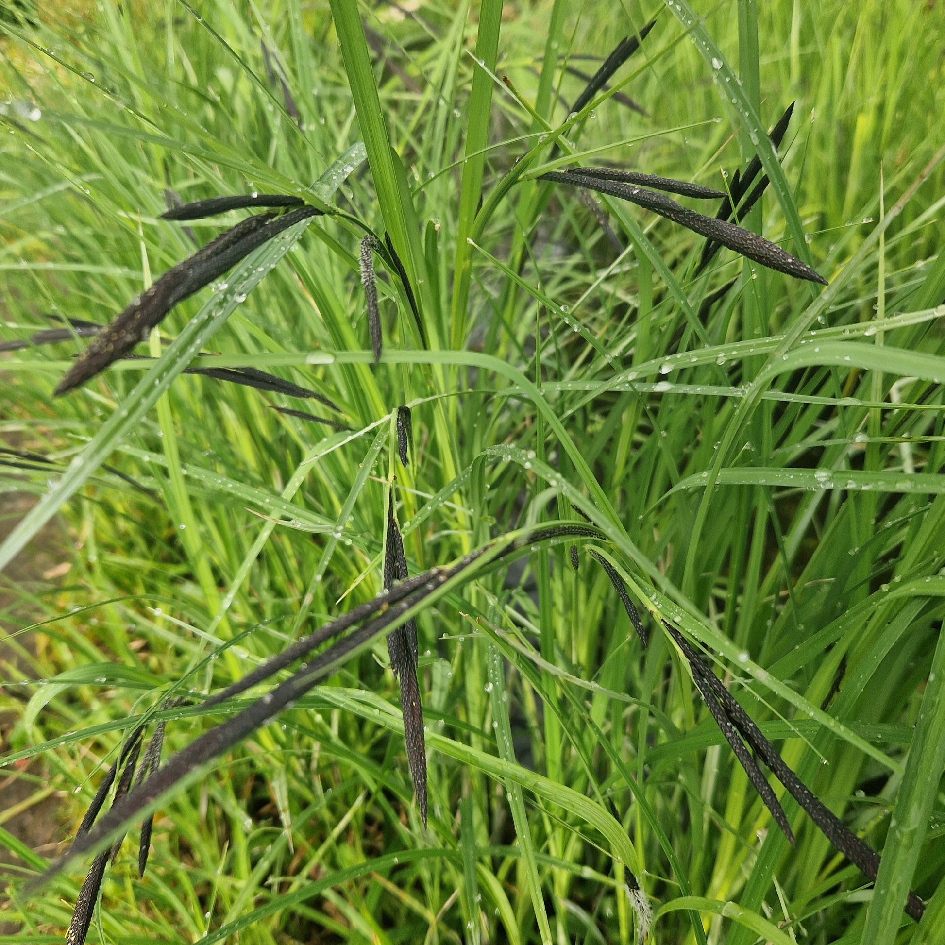  Sumpfsegge Carex acutiformis 