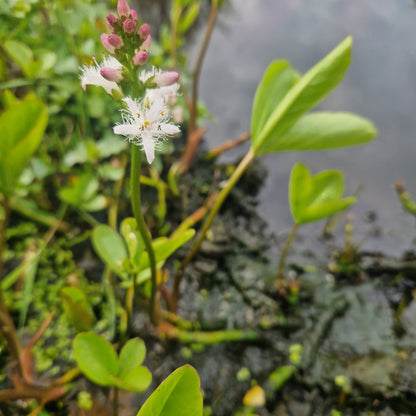 Fieberklee | Menyanthes trifoliata