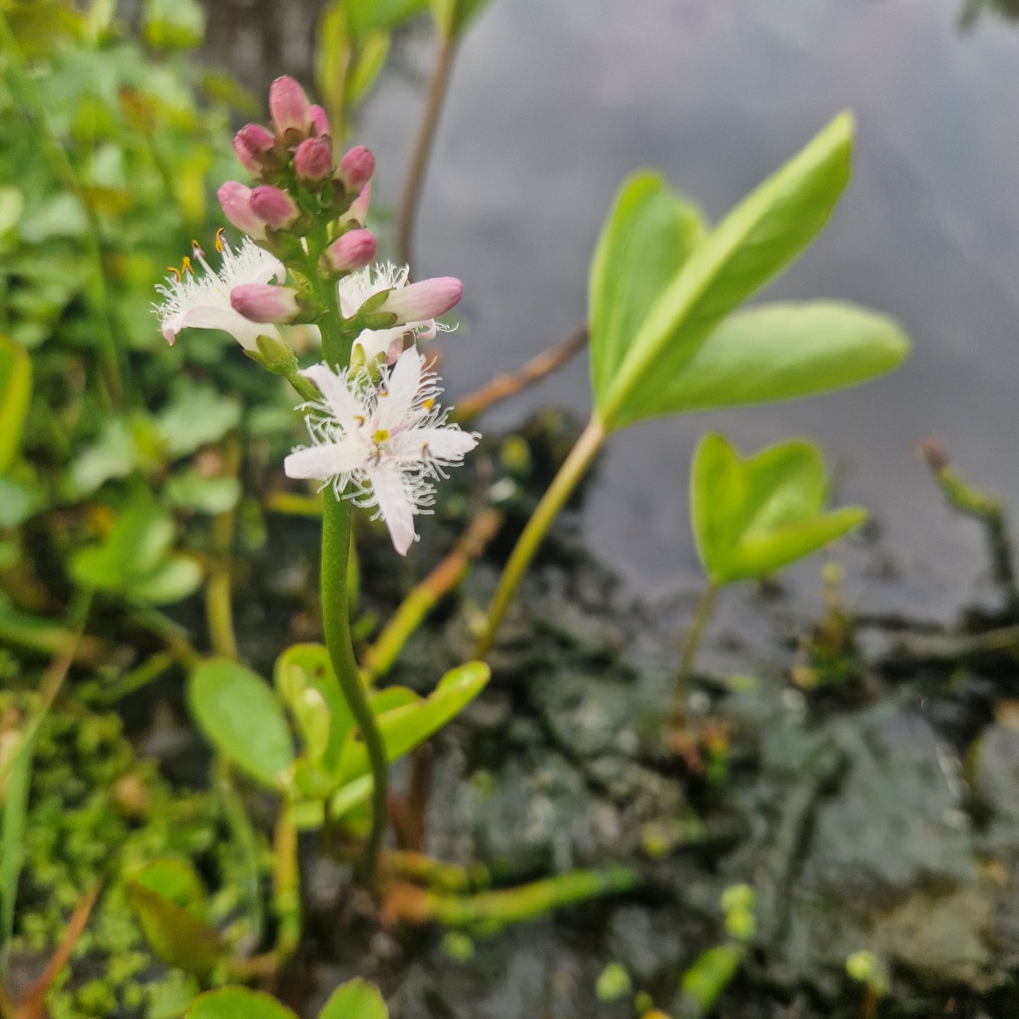 Fieberklee | Menyanthes trifoliata
