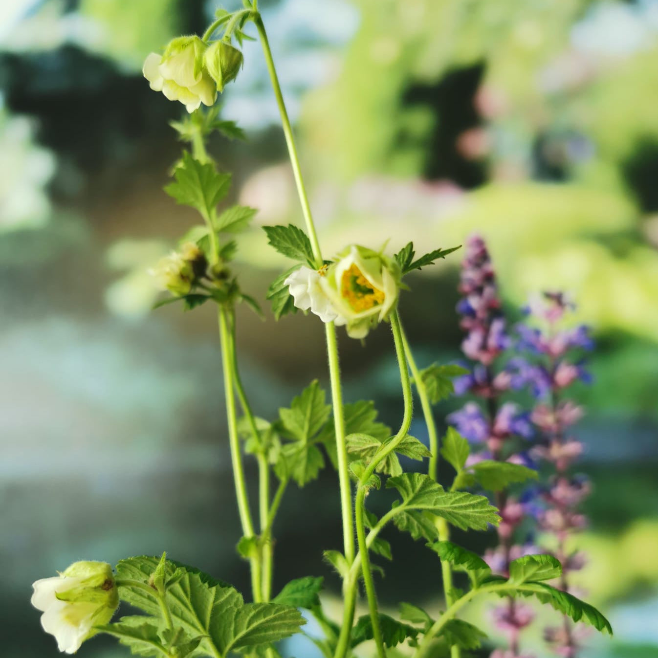 Weißer Bach-Nelkenwurz Blüte