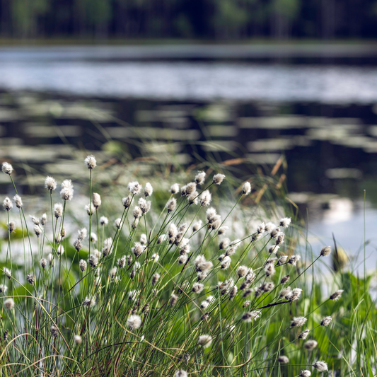 Scheidiges Wollgras  | Eriophorum vaginatum