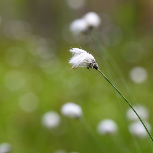 Scheidiges Wollgras  | Eriophorum vaginatum 1