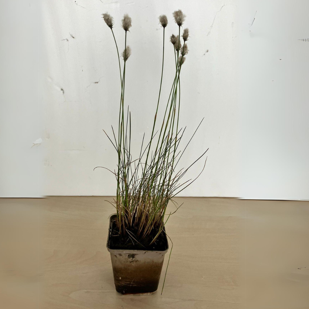Scheidiges Wollgras  | Eriophorum vaginatum im Topf