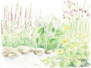 BLÜTENPFLANZEN- SET | FÜR TOLLE BLÜTENPRACHT AM TEICH - geteisa.de