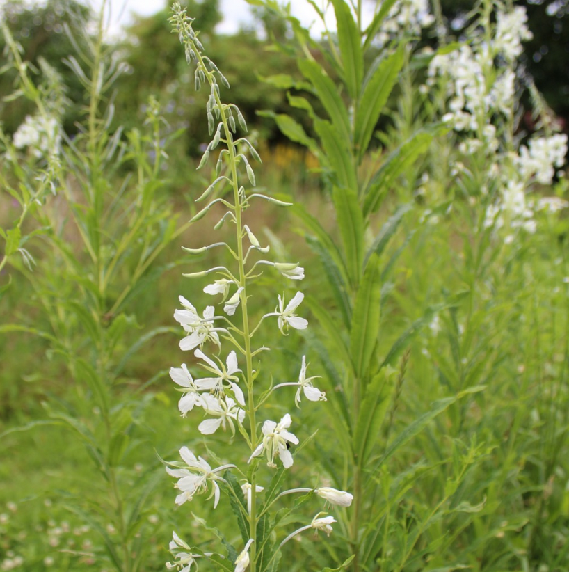 Weißblühendes Weidenröschen | Epiolobium angustifolium albiflorum