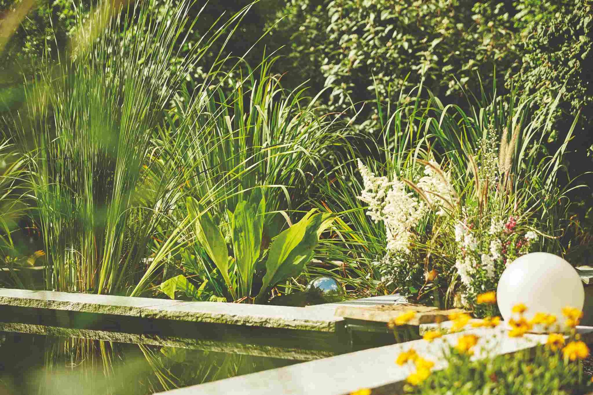 Wasseraufbereiter Teich Sauberes Gewässer