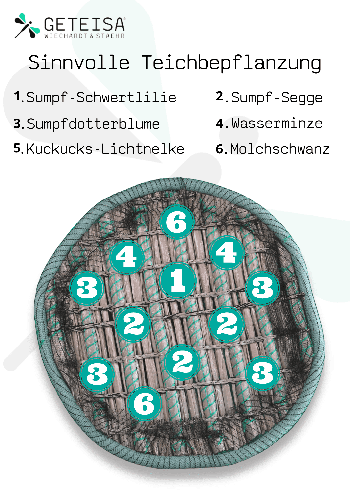 Pflanzeninsel Ø ca. 60 cm mit oder ohne Teichpflanzen - geteisa.de