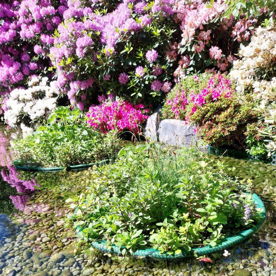 Pflanzeninsel Ø ca. 80 cm mit oder ohne Teichpflanzen