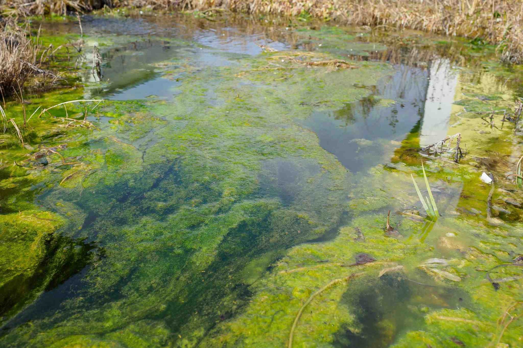 Anwendung Algenentferner für einen Teich
