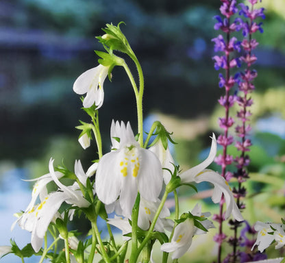 Weißes Lippenmäulchen Blüte