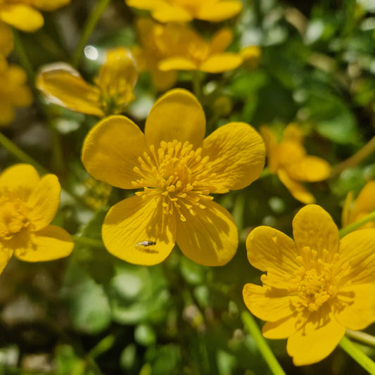 Sumpfdotterblume | Caltha palustris