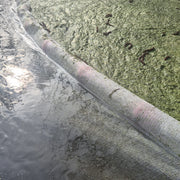 Wasserlinsennetz