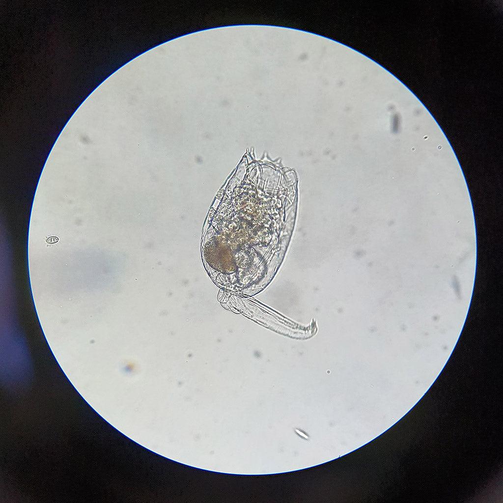 Zooplankton Rotatoria
