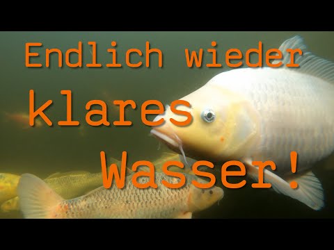 Fische_im_Teich