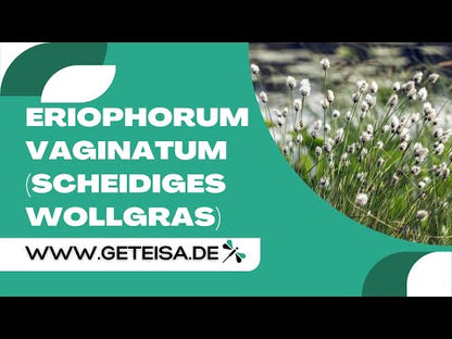 Scheidiges Wollgras  | Eriophorum vaginatum