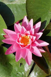 rose-arey-rotated