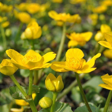 Sumpfdotterblume